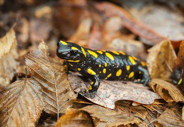 Salamandra